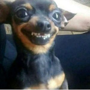 Meet your Posher, Petra